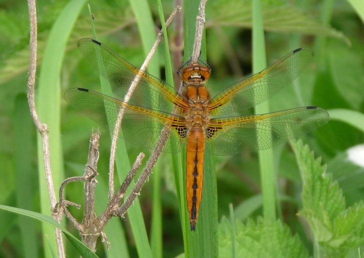 maschio immaturo di Libellula fulva